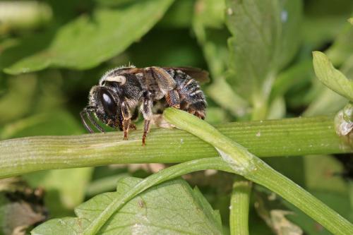 Réf. 271 031 : Nomiapis diversipes